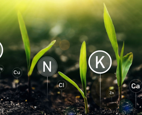 Economical and Efficient Use of Phosphorus and Potassium
