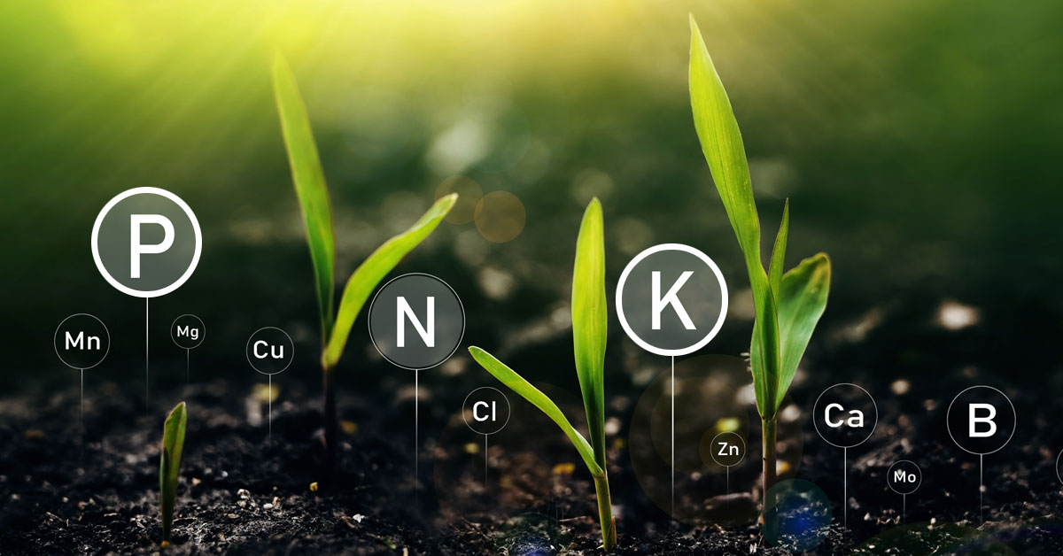 Economical and Efficient Use of Phosphorus and Potassium