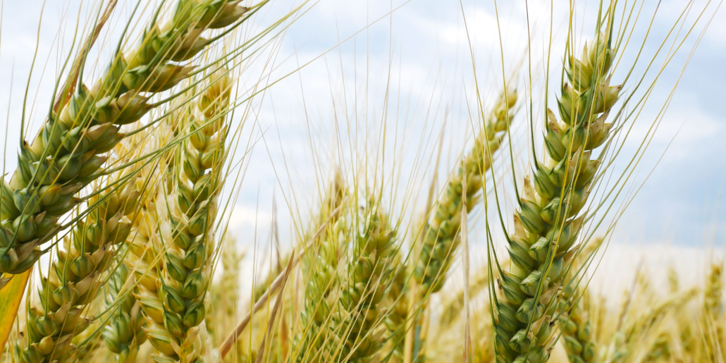 Winter Wheat
