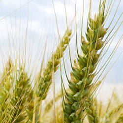 Winter Wheat