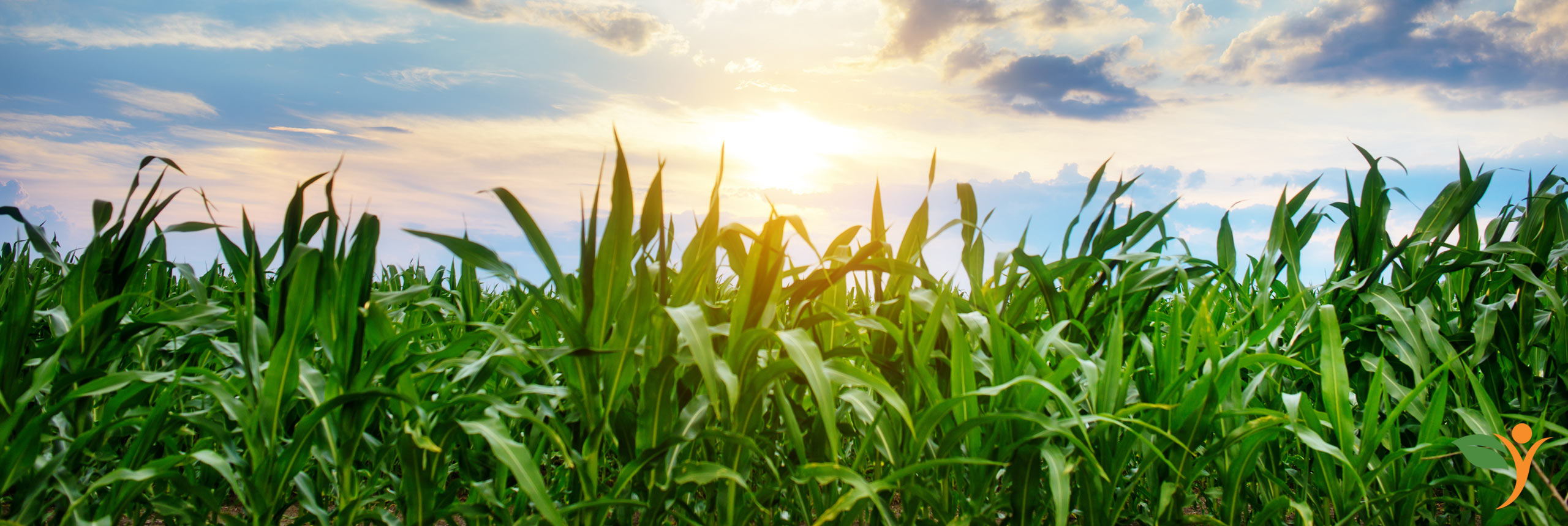 Corn Field Summer Nutritional Supplier
