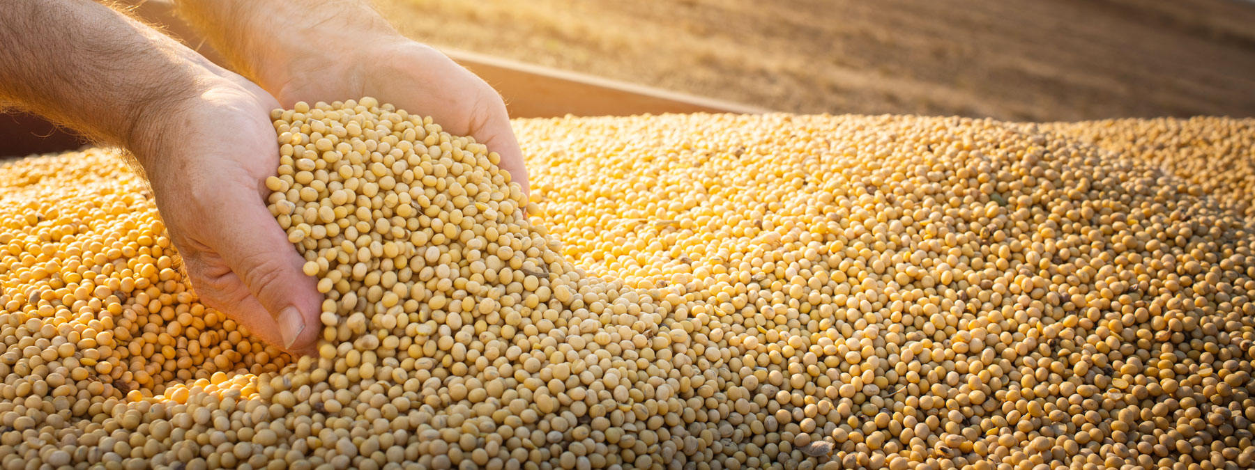 Seed Products and Treatment Services